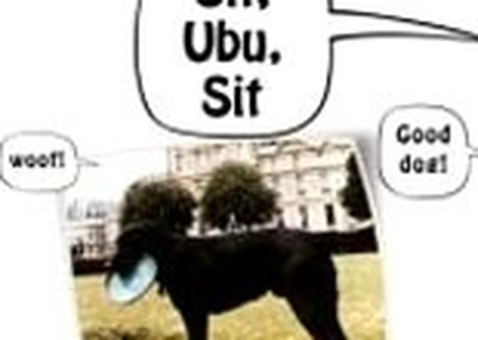 Sit Ubu Sit How I Went From Brooklyn To Hollywood With The Same Woman The Same Dog And A Lot Less Hair