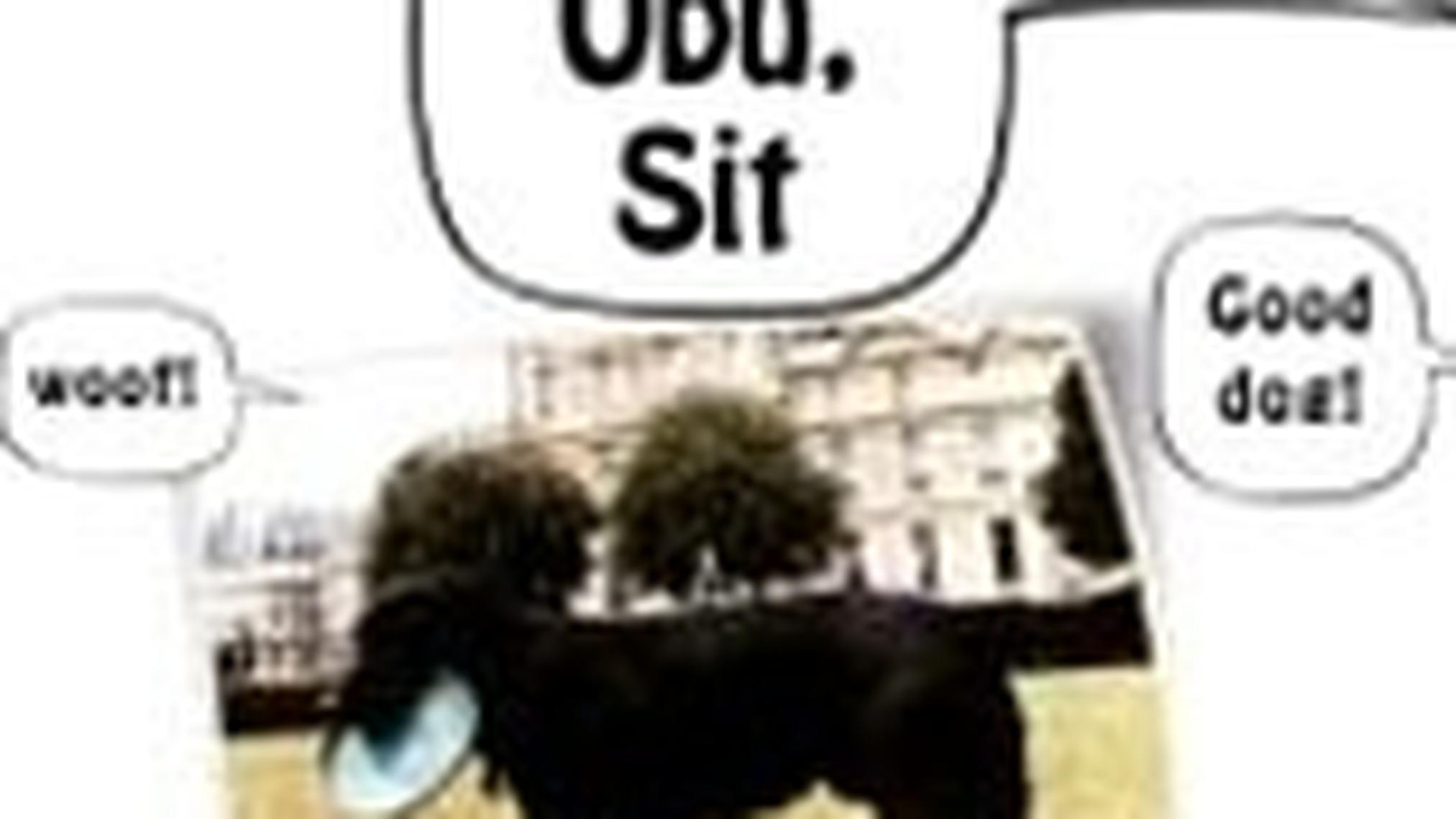 Sit ubu sit shows