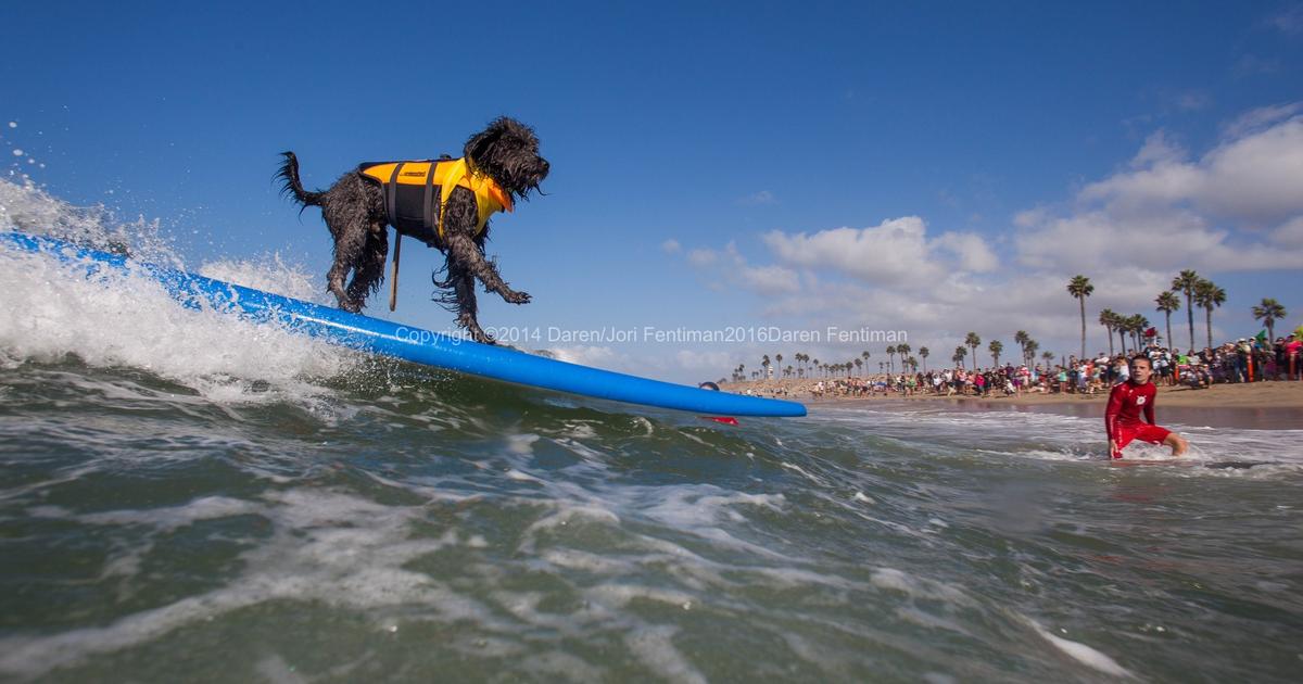 Take an Acting Break to Watch Dogs Surf + More L.A. Actor Events 9/219/28