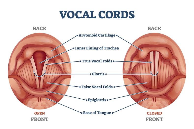 Vocal cord diagram