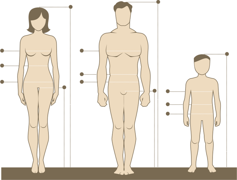 Drawing of different body types and measurements for models