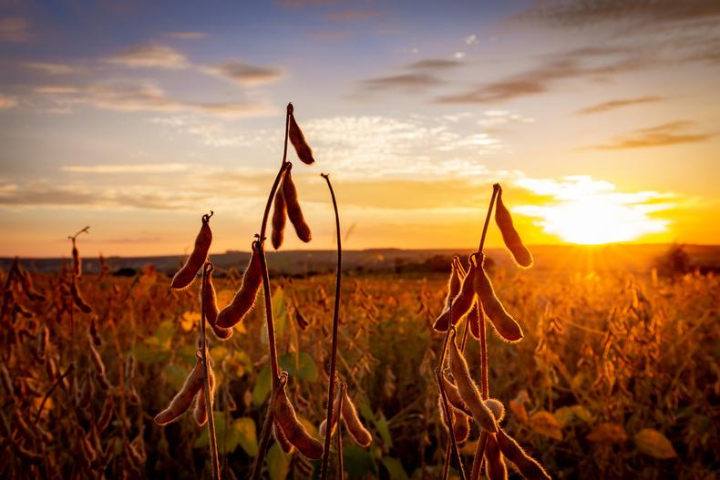 when-is-golden-hour-how-to-film-using-dramatic-natural-light