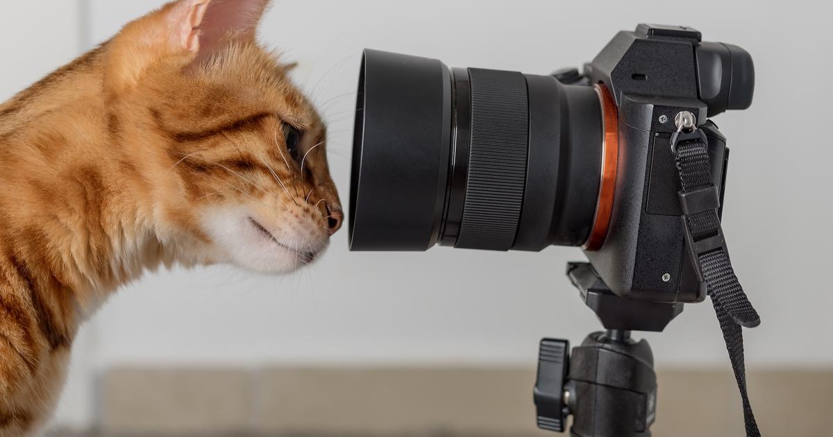 how-10-cat-influencers-built-their-followings-backstage