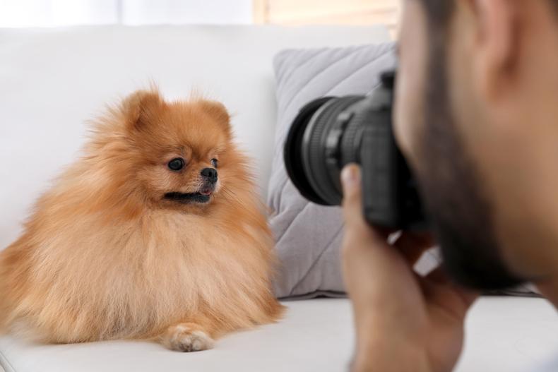 dog influencer