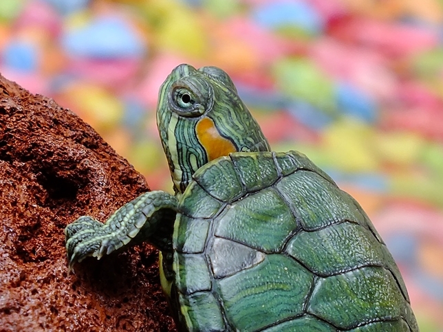 Tortoise or Hare? The Value of Persistence & Consistency