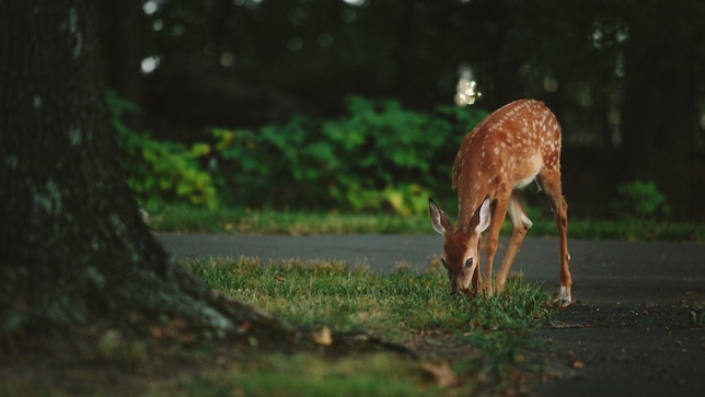 What a Deer Knows About Acting That You Don’t