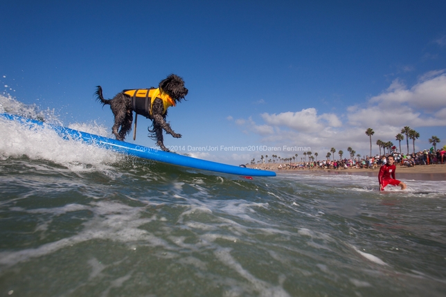 Take an Acting Break to Watch Dogs Surf + More L.A. Actor Events 9/21-9/28