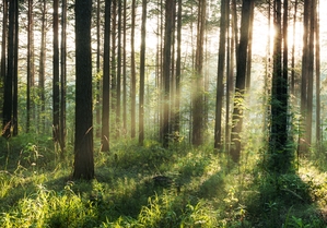 Now Casting ‘Virgin Forest’ and Other Upcoming Auditions